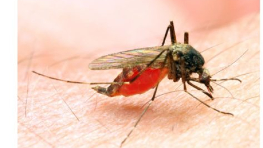 कञ्चनपुरमा मलेरियाको उच्च जोखिम क्षेत्रमा विषादी छर्किंदै