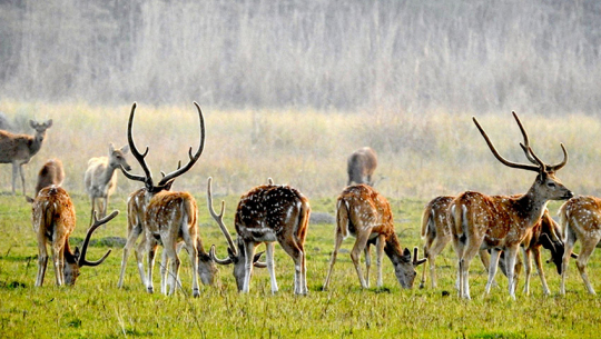 शुक्लाफाँटामा बाघको आहारा धेरै