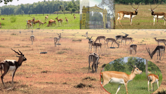 Blackbuck population in Shuklaphanta rises to 306, prompting management challenges