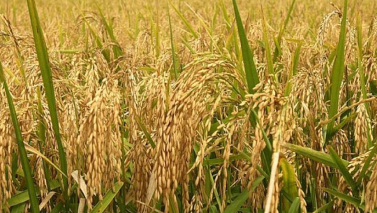 पर्सामा ८० प्रतिशत किसान धान खेतीतर्फ