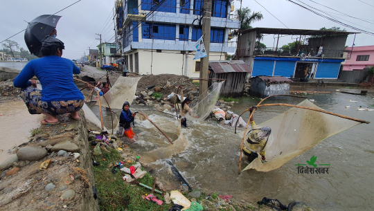 तराईको डुबानमा सिद्राको व्यापार, विपन्नका लागि वर्षा बन्याे पैसा कमाउने अवसर