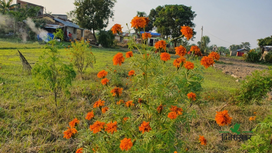 वर्षाले फूल खेतीमा पनि क्षति, तिहारमा फूल अभाव हुनसक्ने