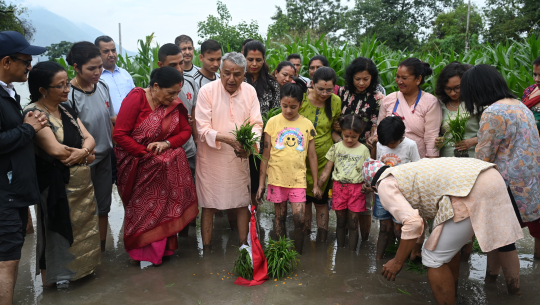 शीतल निवासमा धान रोपाइँ
