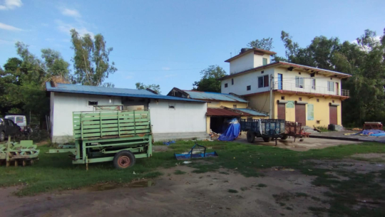 कैलालीमा सय हेक्टरमा धानको बीउ उत्पादन गर्दै सहकारी