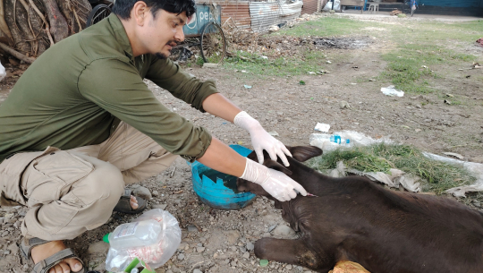 घाइते छाडा चौपायाको उद्धारमा विष्णु