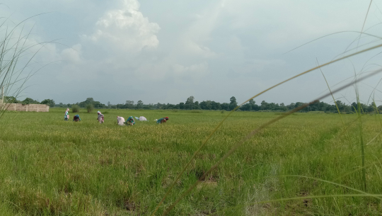 कैलालीका किसानले ढुवान नहुँदै भित्र्याए चैते धान
