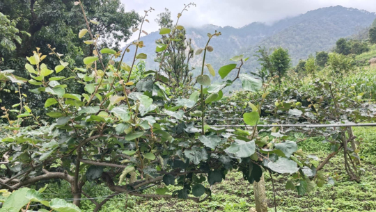 डोटीमा किबीका बोटले फल नदिएपछि किसान चिन्तित