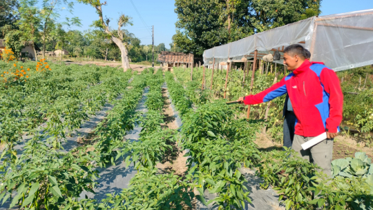 All nine local levels of Kanchanpur designated as agricultural pocket areas