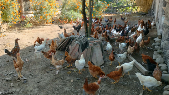 शुक्लाफाँटाका कुखुरा फार्ममा ‘फाउल पोक्स’को सङ्क्रमण