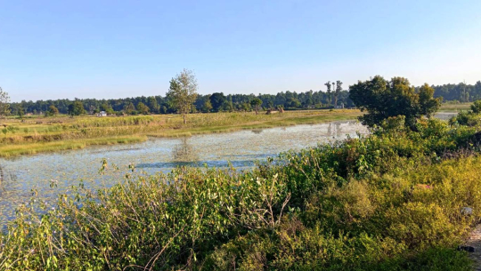 कञ्चनपुरमा बाइस बिघाको गडबिजुला ताल पाँच बिघामा खुम्चियो