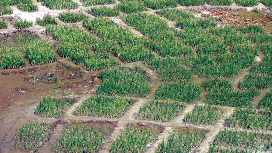 कर्णाली नदी बगरको बालुवामा प्याज खेती गरेर मनज्ञ आम्दानी