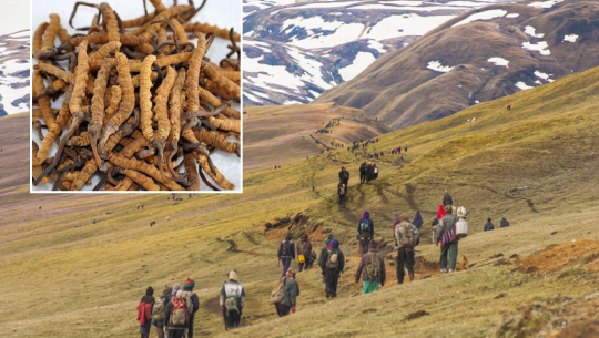 दार्चुलामा यार्चागुम्बा सङ्कलन गर्न १३८ जनाले लिए अनुमतिपत्र
