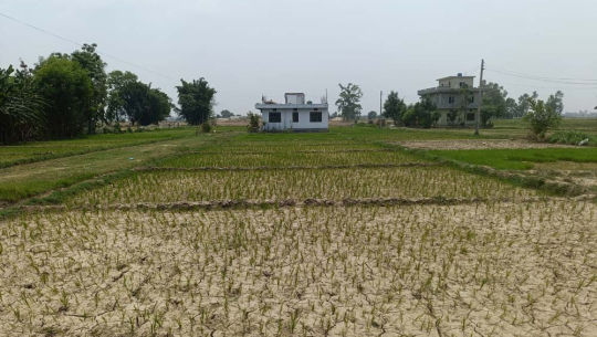 कैलालीमा वर्षा नहुँदा राेपेकाे धान सुक्न थाल्याे 