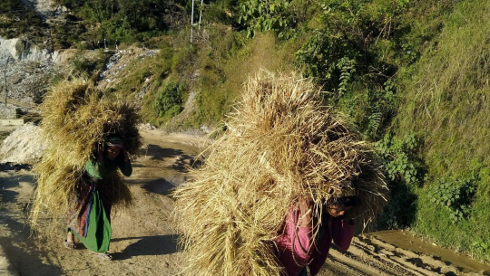 धान भित्र्याएपछि पराल ओसार्दै सुदूर पहाडका महिला