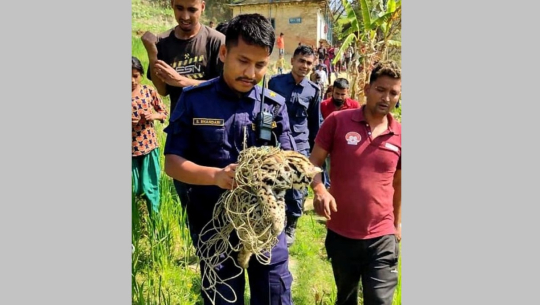 डोटीमा घाइते पाटे बाघको बच्चाको उद्धार