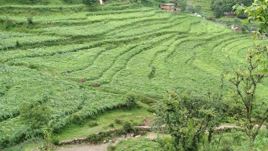 हावाहुरीले बैतडीमा मकैबाली सखाप 
