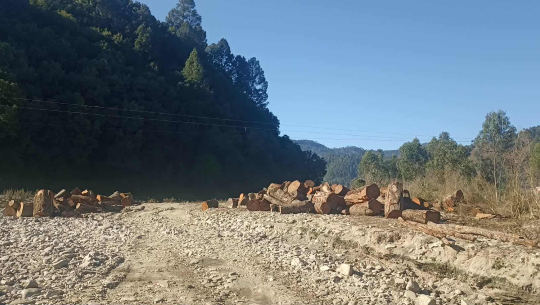 डोटीमा सामुदायिक वनको रुख काट्नेलाई ५० हजार जरिवाना