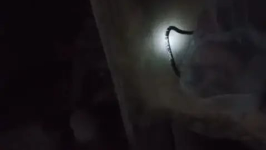 पक्की घर छाडेर छाउगोठमा बास बस्दा सर्पको टोकाईबाट मृत्यु