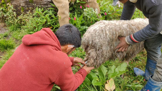 बाजुराको बुढीनन्दामा भेडा पालक किसानलाई नि:शुल्क औषधि 