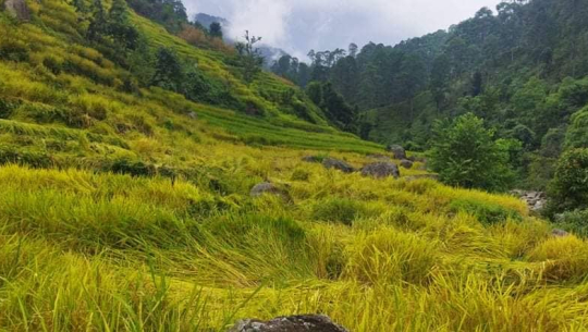 डोटीको केआईसिंहमा जङ्गली बँदेलको आतङ्क 