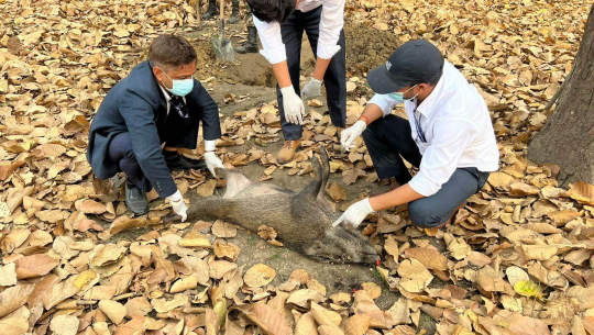 शुक्लाफाँटा निकुञ्जका बँदेलमा स्वाइन फिभर, बँदेल ‘सखाप’ हुने खतरा