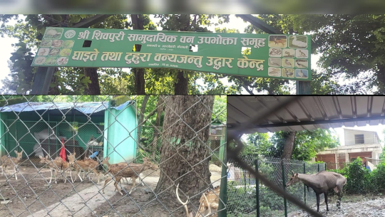 धनगढी-४ को शिवपुरी वन्यजन्तु उद्धार केन्द्रमा बजेट अभाव
