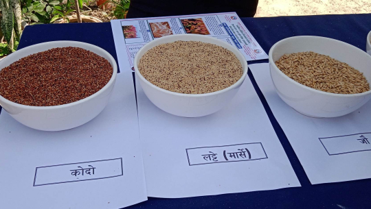 रैथाने बाली उत्पादनमा जुट्यो बझाङको ‘मष्टा’, यसरी हुँदैछ बजारीकरण