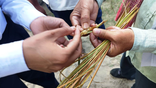 कैलालीका किसानको धानबालीमा गबारो किराको प्रकोप 