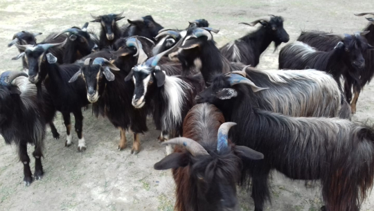 बझाङको साइपालका च्याङ्ग्रा : पोखरामा बजार