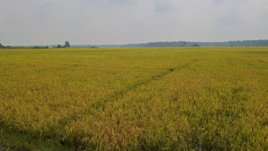 कैलालीका किसानले पाएनन् धानको मूल्य, सरकारले तोकेभन्दा एक हजार कममा बिक्री गर्न बाध्य