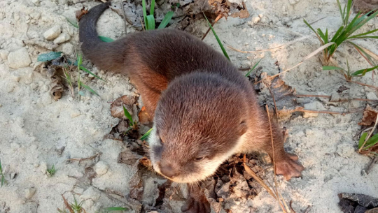 डडेलधुराको रङ्गुनखोला र पुन्तराखोलाको सङ्गमस्थलमा भेटिएको सानो ओतको छाउरो। तस्बिर: राजीव चौधरी