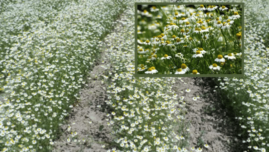 जडीबुटी खेतीमा कैलालीका किसानको आकर्षण