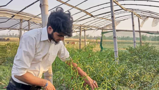 कैलालीका सिद्धराज पच्चीसवटा टनेल निर्माण गरेर तरकारी खेतीमा जम्दै