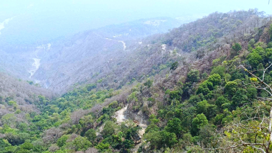 डोटीमा सेती लोकमार्गका रुख कटानीको काम अलपत्र, बजेट अभावले समस्या