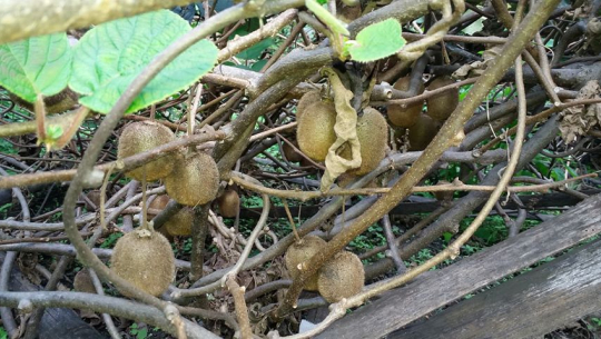 गड्सेरामा फलेको किबी