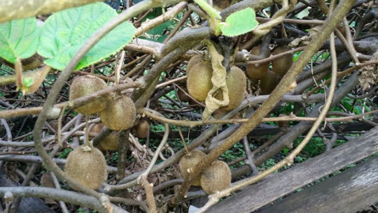 Kiwi farming in Doti