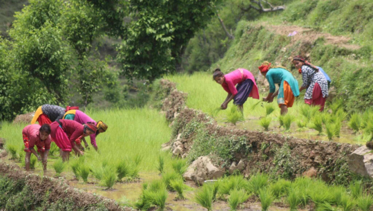 सुदूरपश्चिममा ५४.२ प्रतिशत खेतमा रोपाइँ सम्पन्न