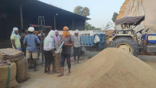 ‘कैलालीमा खाद्य तथा व्यापार कम्पनीमा धान बेच्न किसान आएनन्’