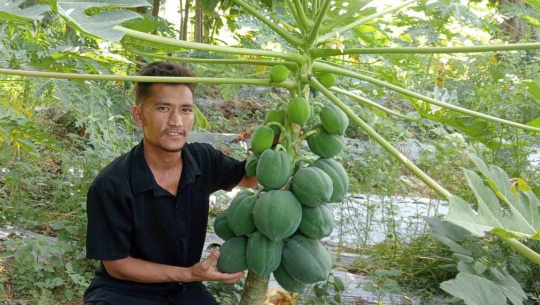 धनगढीमा २ बिघा क्षेत्रफलमा मेवा फलाउँदै अछामका युवक रोशन