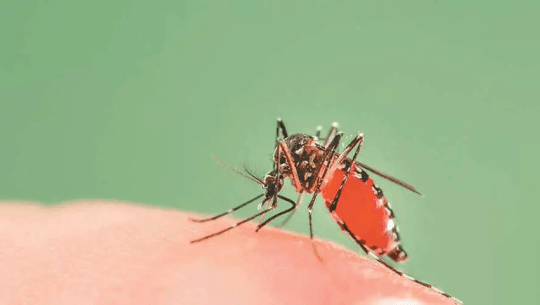 झण्डै १० हजार लामखुट्टे संकलन गरेर पीसिआर प्रविधिबाट परीक्षण गरिँदै