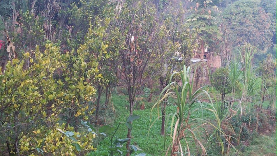 ललित केसी, अछाम 
