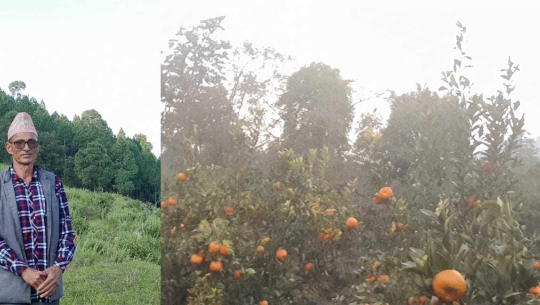 कैलालीका नारायणदत्त, जसले अलैंचीको बिरुवा बेचेरै कमाए १६ लाख