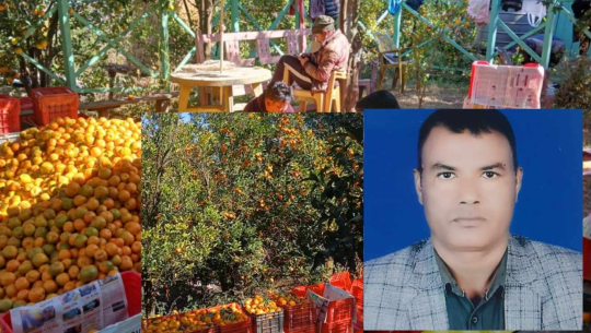 कैलालीको निगालीका किसान टेकबहादुरले विक्री गरे २० लाखको सुन्तला