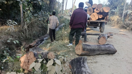 धनगढीमा बिच सडका ८५ रुख काटिए, कार्यालय परिसरकासमेत हटाइदै