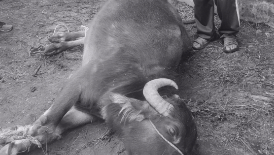 बझाङमा ७ पशुचौपाया मरे