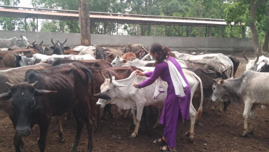 कैलालीमा एक वर्षमा ४ लाख ८४ हजार पशुचौपायालाई विभिन्न रोगविरुद्धको खोप लगाइयाे 