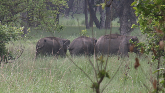 फोटो : कुम ठाकुर