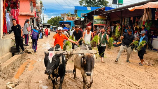 अछामको सदरमुकाम मंगलसेनको सडकमा धान रोपियो