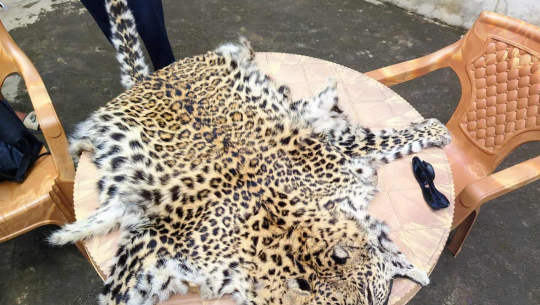 दार्चुलामा चितुवाको छालासहित एक जना पक्राउ