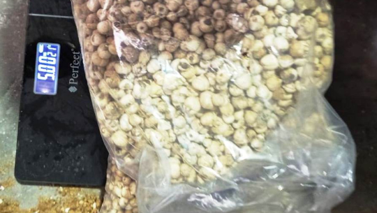 दार्चुलामा वन लसुनसहित एक महिला पक्राउ